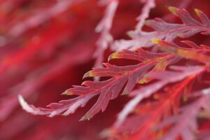 ミラドライでワキガ治療を受けた半年後の口コミはどうなっている？