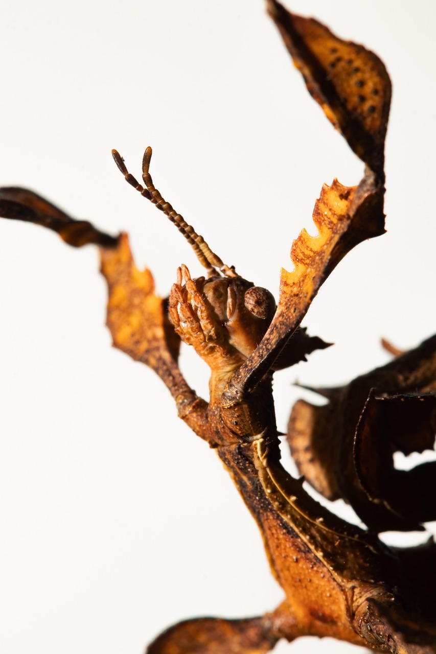 ワキガ対策に最適なミラドライのホテル付きプランはある？